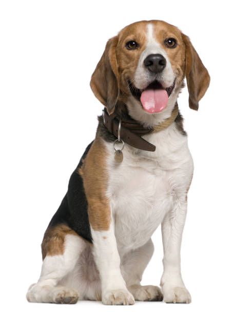 CÃO