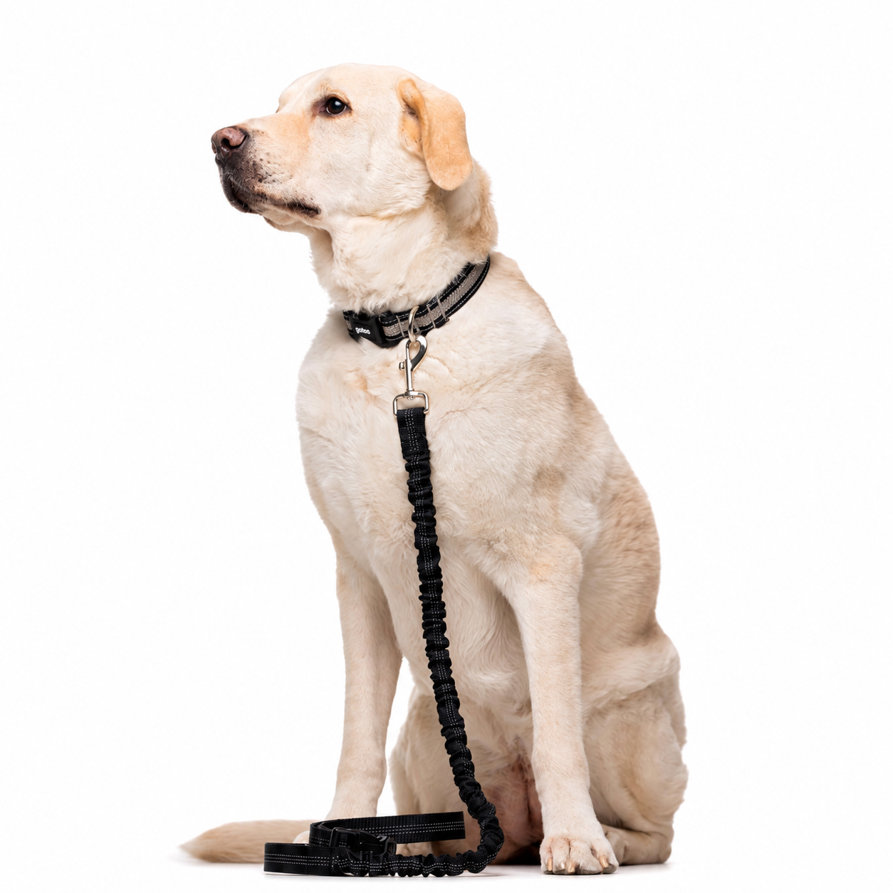 TRELA PARA CÃO