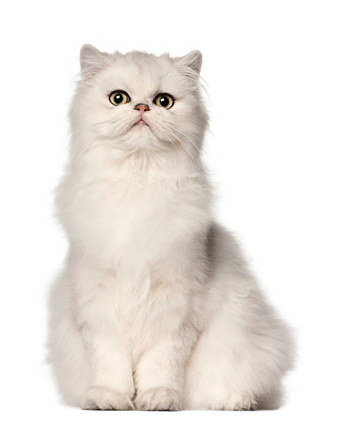 GATO